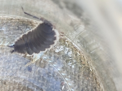 Porcellio hoffmannseggii