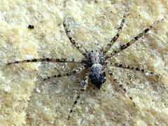 Philodromus buxi
