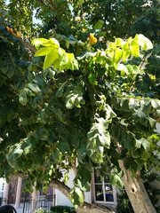 Spathodea campanulata