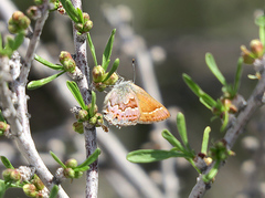 Callophrys loki