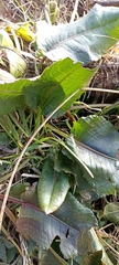 Rumex nepalensis