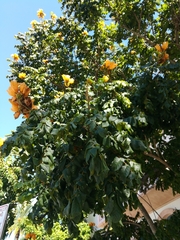 Spathodea campanulata