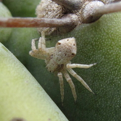 Pulchellodromus