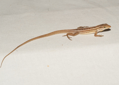 Anolis ophiolepis