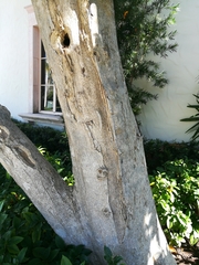 Spathodea campanulata