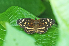 Anthanassa drusilla