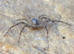 Philodromus buxi