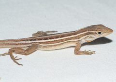 Anolis ophiolepis