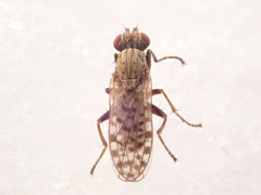 Pherbellia schoenherri