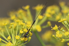 Gasteruption jaculator