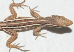 Anolis ophiolepis