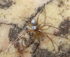 Philodromus cespitum