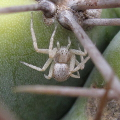 Pulchellodromus