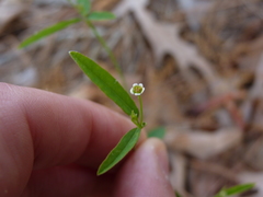 Euphorbia curtisii