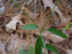 Euphorbia curtisii