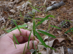 Euphorbia curtisii