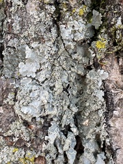 Crespoa crozalsiana