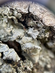 Crespoa crozalsiana