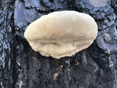Bondarzewiaceae