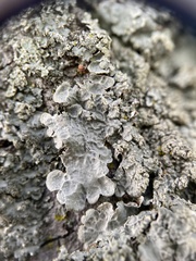 Crespoa crozalsiana