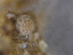 Trochamminidae