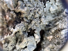 Crespoa crozalsiana