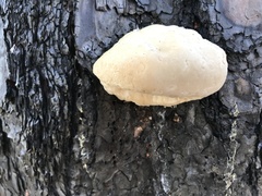 Bondarzewiaceae