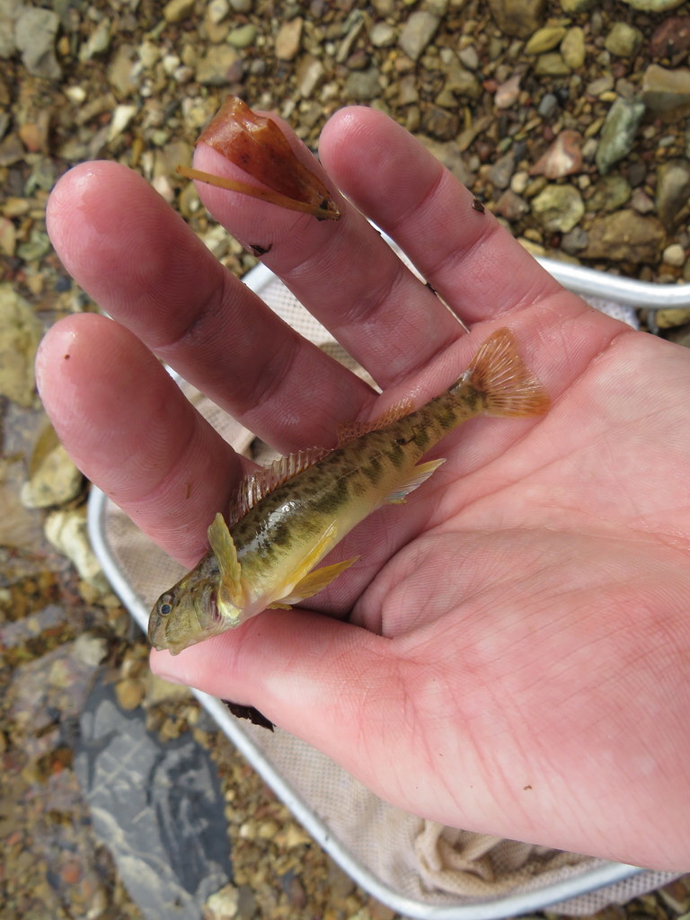 Greenside darter from clay county tn usa on january 13 2022 at 11 58