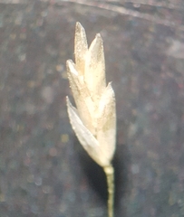 Eragrostis cylindriflora