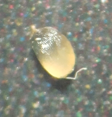 Eragrostis cylindriflora