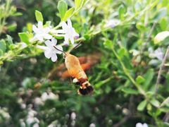 Macroglossum trochilus
