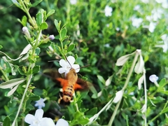 Macroglossum trochilus