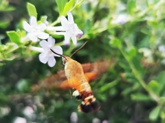 Macroglossum trochilus