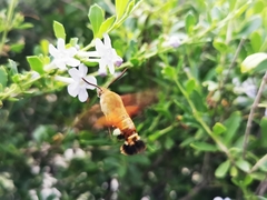 Macroglossum trochilus