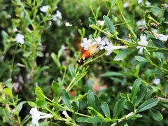 Macroglossum trochilus