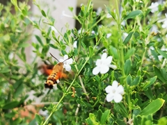 Macroglossum trochilus