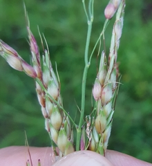 Sorghum arundinaceum