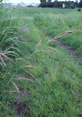 Sorghum arundinaceum