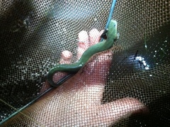 Siren intermedia