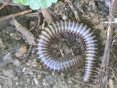 Ommatoiulus diplurus