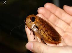 Archimandrita tessellata