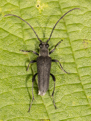 Trachysida mutabilis