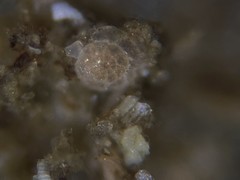 Trochamminidae