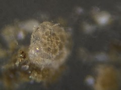 Trochamminidae