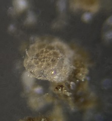 Trochamminidae