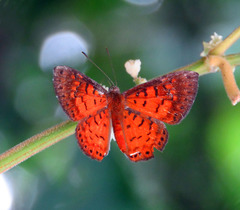 Parvospila lucianus