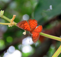 Parvospila lucianus