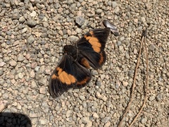 Brassolis astyra