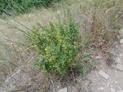 Medicago sativa sativa