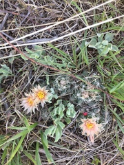 Escobaria missouriensis